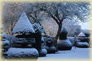 Topiary in the snow
